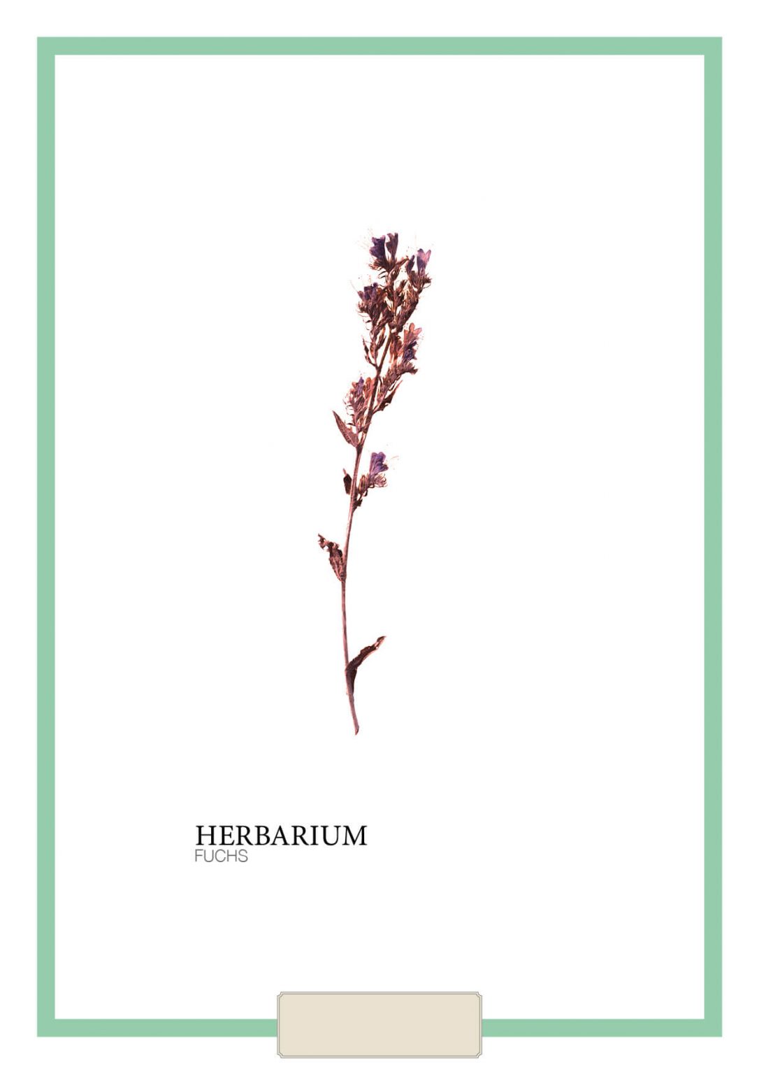 Herbarium Anleitung + PDF-Vorlagen zum selbst ausdrucken ...